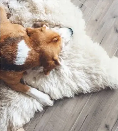 Dog on rug | Terrace Floorcovering